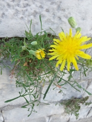 Sonchus tenerrimus