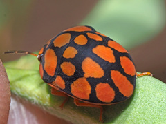 Steganocerus multipunctatus