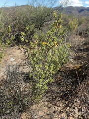 Lasiosiphon deserticola