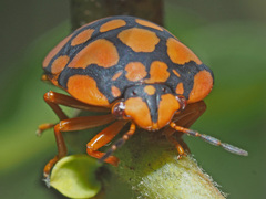 Steganocerus multipunctatus