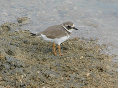Charadrius hiaticula