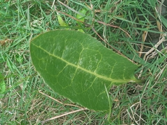 Jaborosa integrifolia