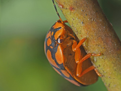 Steganocerus multipunctatus