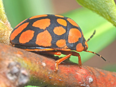 Steganocerus multipunctatus