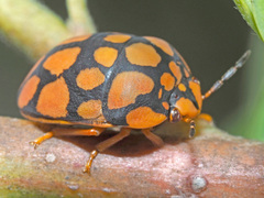 Steganocerus multipunctatus