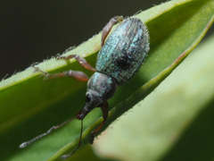 Tanyrhynchini