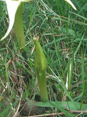 Jaborosa integrifolia