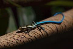 Emoia caeruleocauda