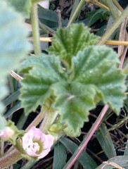 Malva pusilla