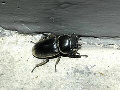 Serrognathus titanus