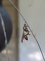 Mischocyttarus mexicanus cubicola