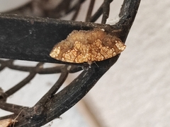 Nematocampa