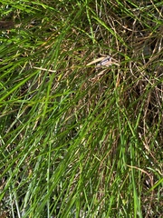 Festuca ovina