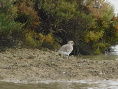 Pluvialis squatarola