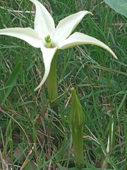 Jaborosa integrifolia