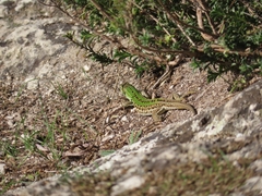 Podarcis siculus