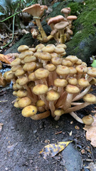 Armillaria