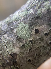 Lecanora strobilina