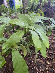 Melicoccus bijugatus