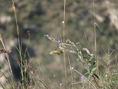 Papilio machaon