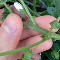 Malva pusilla