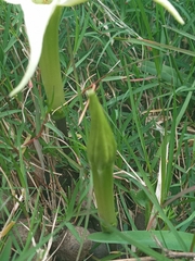 Jaborosa integrifolia