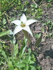 Jaborosa integrifolia