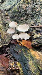 Mycena galericulata