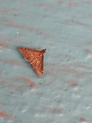 Steniodes declivalis