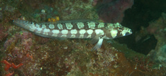 Parapercis tetracantha