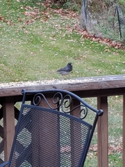 Junco hyemalis