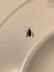 Leptoglossus corculus