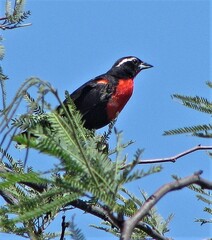 Leistes superciliaris