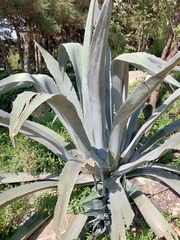 Agave mapisaga