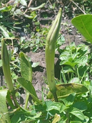 Jaborosa integrifolia