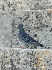 Columba livia domestica