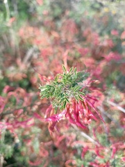 Mimosa aculeaticarpa