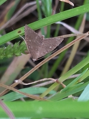 Amyna axis