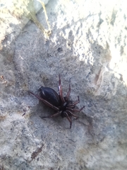 Trachyzelotes pedestris