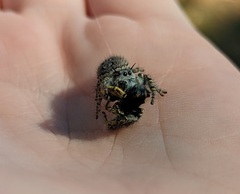 Phidippus mystaceus