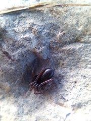 Trachyzelotes pedestris