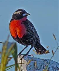 Leistes superciliaris