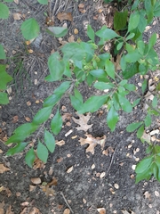 Forestiera pubescens