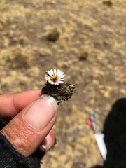 Erigeron rosulatus