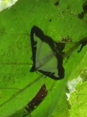 Cydalima perspectalis