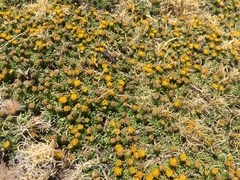 Senecio humillimus