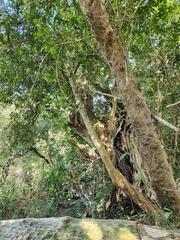 Sideroxylon inerme inerme