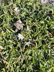 Scaevola albida