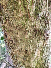 Sideroxylon inerme inerme