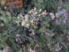Cyanthillium cinereum